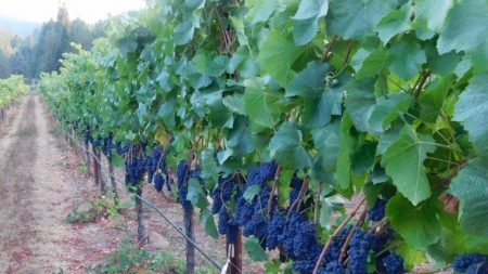 J.R. Peterson Ranch & Vineyard