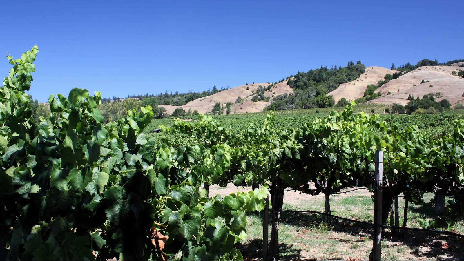 Mendocino County AVA