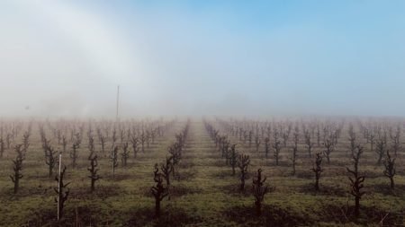 Addor Vineyards Addor Vineyards