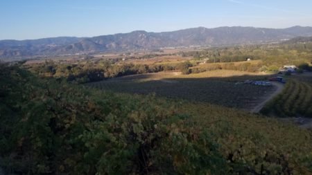 Cononiah Vineyards Cononiah Vineyards