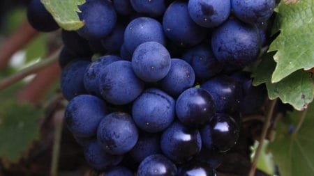 Chase Vineyards Chase Vineyards