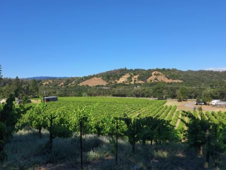 AMT Vineyard AMT Vineyard